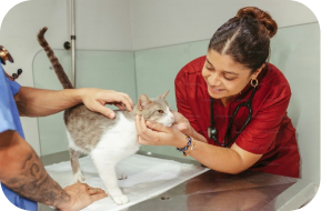 A veterinarian in a red uniform gently examines a gray and white cat on a metal table, while another person holds the cat steady in a veterinary clinic.